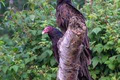 Turkey Vulture 8