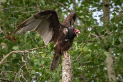 Turkey Vulture 1