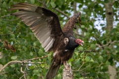 Turkey Vulture 2