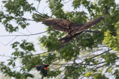 Turkey Vulture 3