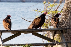 Turkey Vulture 15