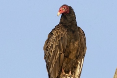 Turkey Vulture 9