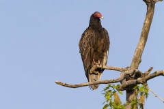 Turkey Vulture 10