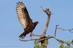 Turkey Vulture 11