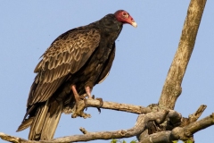 Turkey Vulture 12