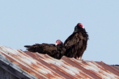 Turkey Vulture 13