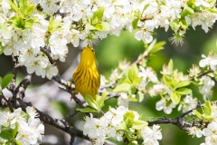 Yellow Warbler 13