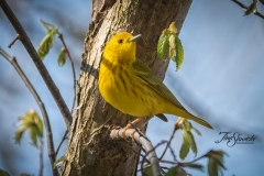 Yellow Warbler 2
