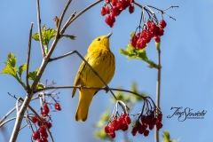Yellow Warbler 14