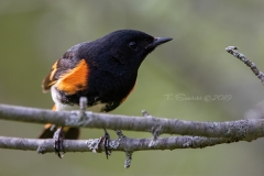 American Redstart 1
