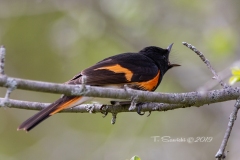 American Redstart 2