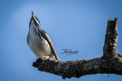 Blackpoll Warbler 1