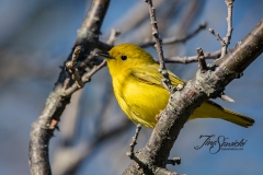 Yellow Warbler 5