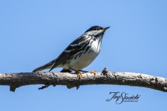 Blackpoll Warbler 5