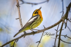 Blackburnian Warbler 1