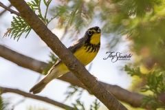Canada Warbler