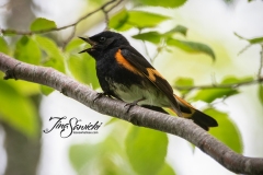 American Redstart 9