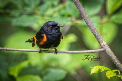American Redstart 12