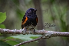 American Redstart 6