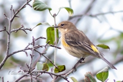 Yellow-Rumped Warbler 6