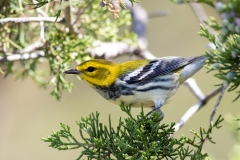Black-Throated Green Warbler 9