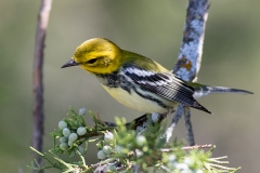 Black-Throated Green Warbler 10