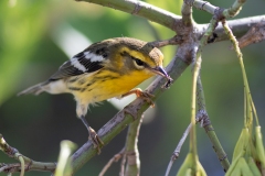 Blackburnian Warbler 5