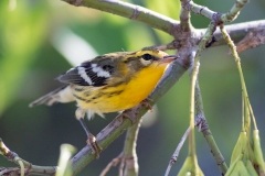 Blackburnian Warbler 6