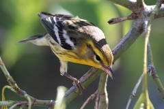 Blackburnian Warbler 7
