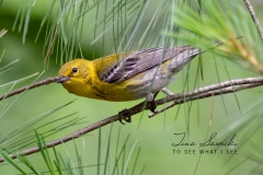 Pine Warbler 1