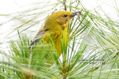Pine Warbler 2