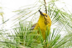 Pine Warbler 3