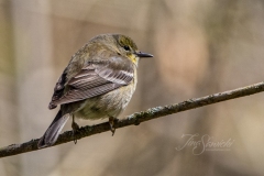 Pine Warbler Fall