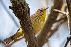 Palm Warbler 1