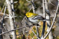 Black-Throated Green Warbler 11