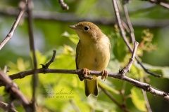 Yellow Warbler 10