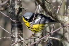 Magnolia Warbler 2