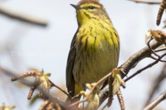 Palm Warbler 3