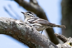 Black and White Warbler 2