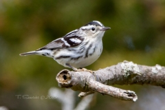 Black and White Warbler 1