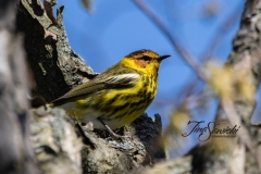 Cape May Warbler 1