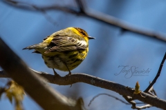 Cape May Warbler 2
