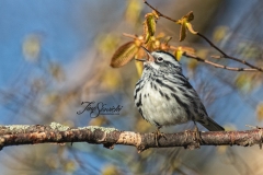 Black and White Warbler 3