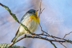 Northern Parula 2