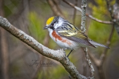 Chestnut Sided Warbler 4