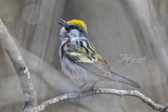 Chestnut Sided Warbler 1