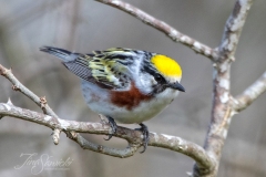 Chestnut Sided Warbler 3