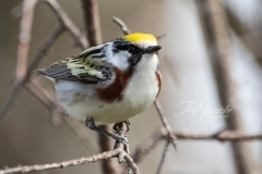 Chestnut Sided Warbler 2