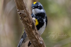 Yellow-Rumped Warbler 2