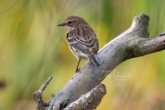 Yellow-Rumped Warbler 7